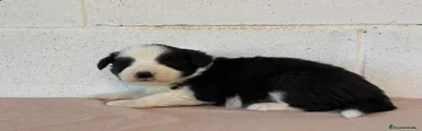 Border Collie Macho negro