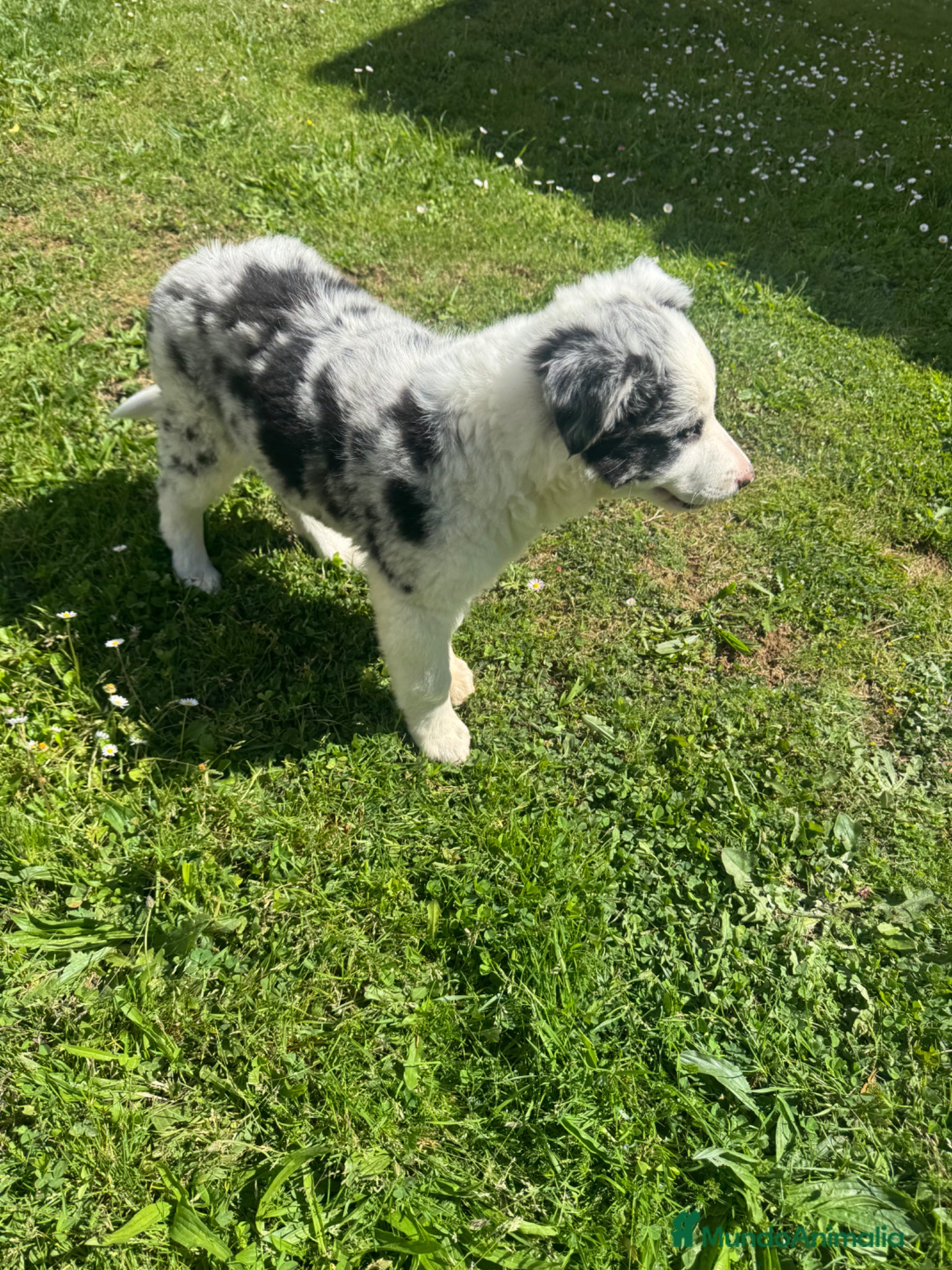 Border Collie perros Border collie  - Anuncio 2
