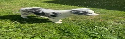 Border Collie perros en venta: Border collie  - Anuncio 1