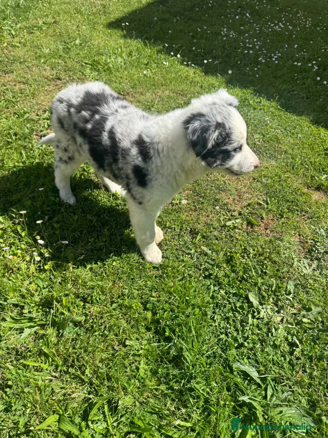 Border Collie perros en venta: Border collie  - Anuncio 1