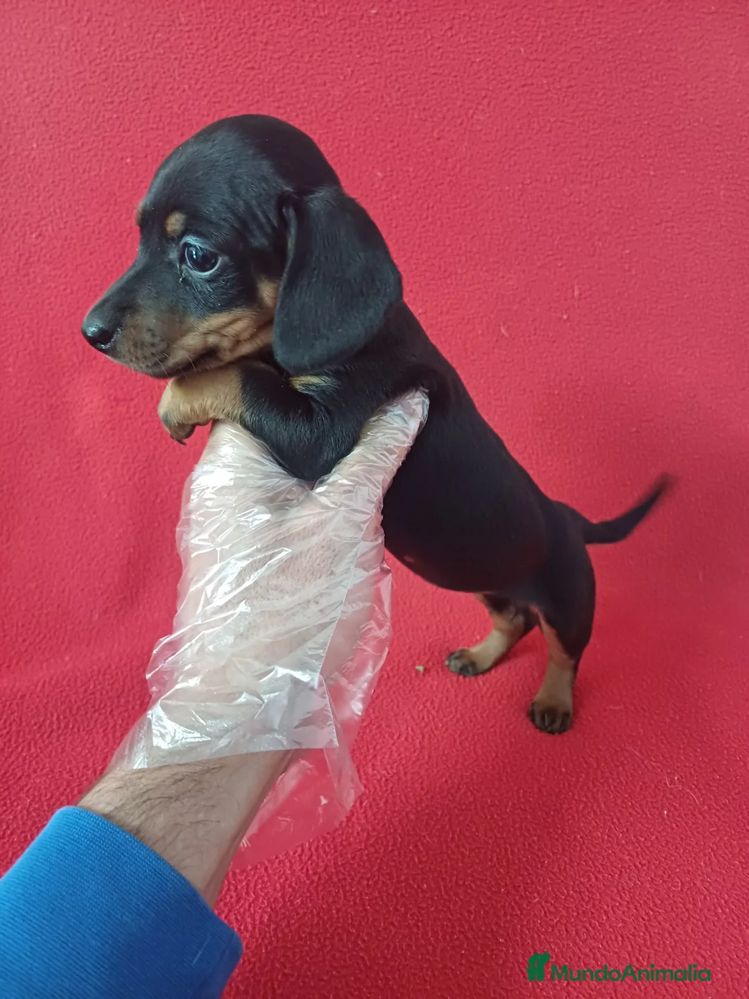 Teckel Miniatura perros en venta: Teckel Mini Negro y Fuego  - Anuncio 2