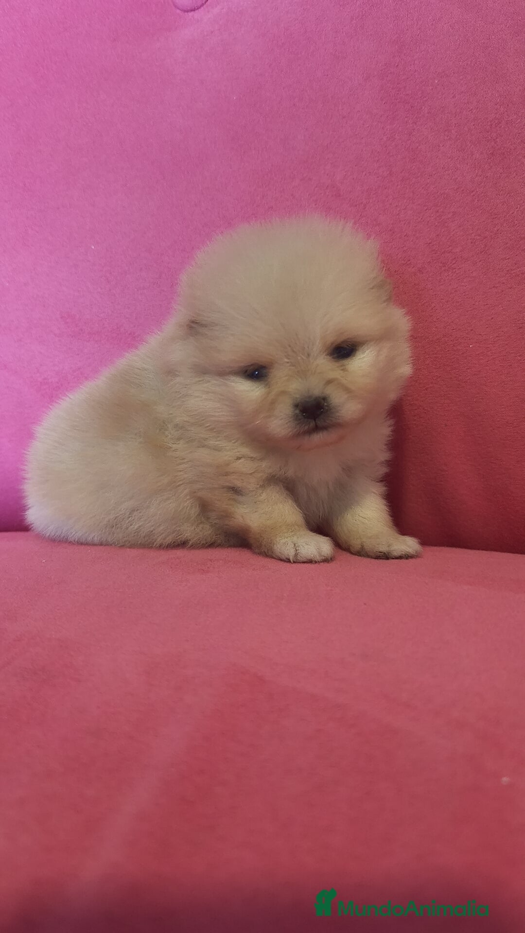 Pomerania perros Lulú Pomerania hembra y macho  - Anuncio 4