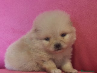 Pomerania perros Lulú Pomerania hembra y macho - Anuncio 4