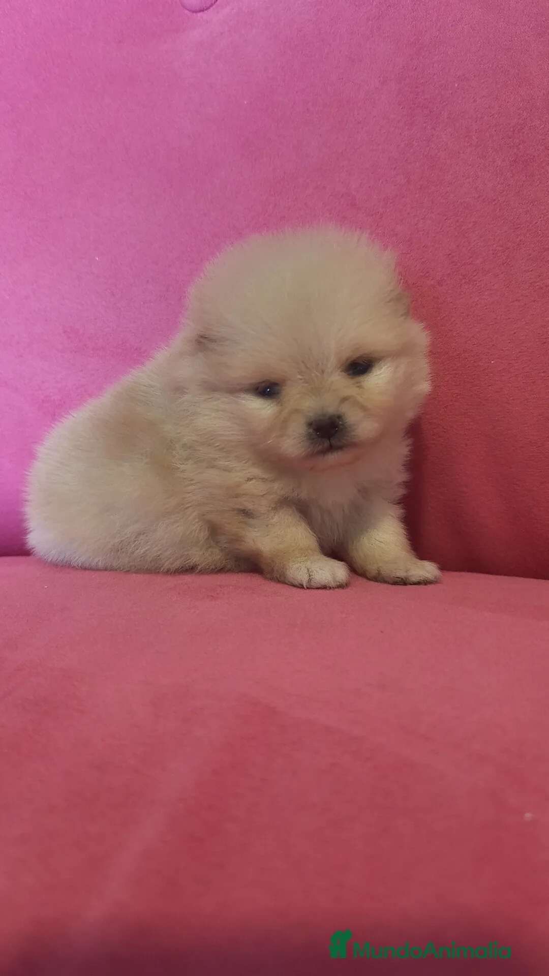 Pomerania perros en venta: Lulú Pomerania hembra y macho  - Anuncio 1