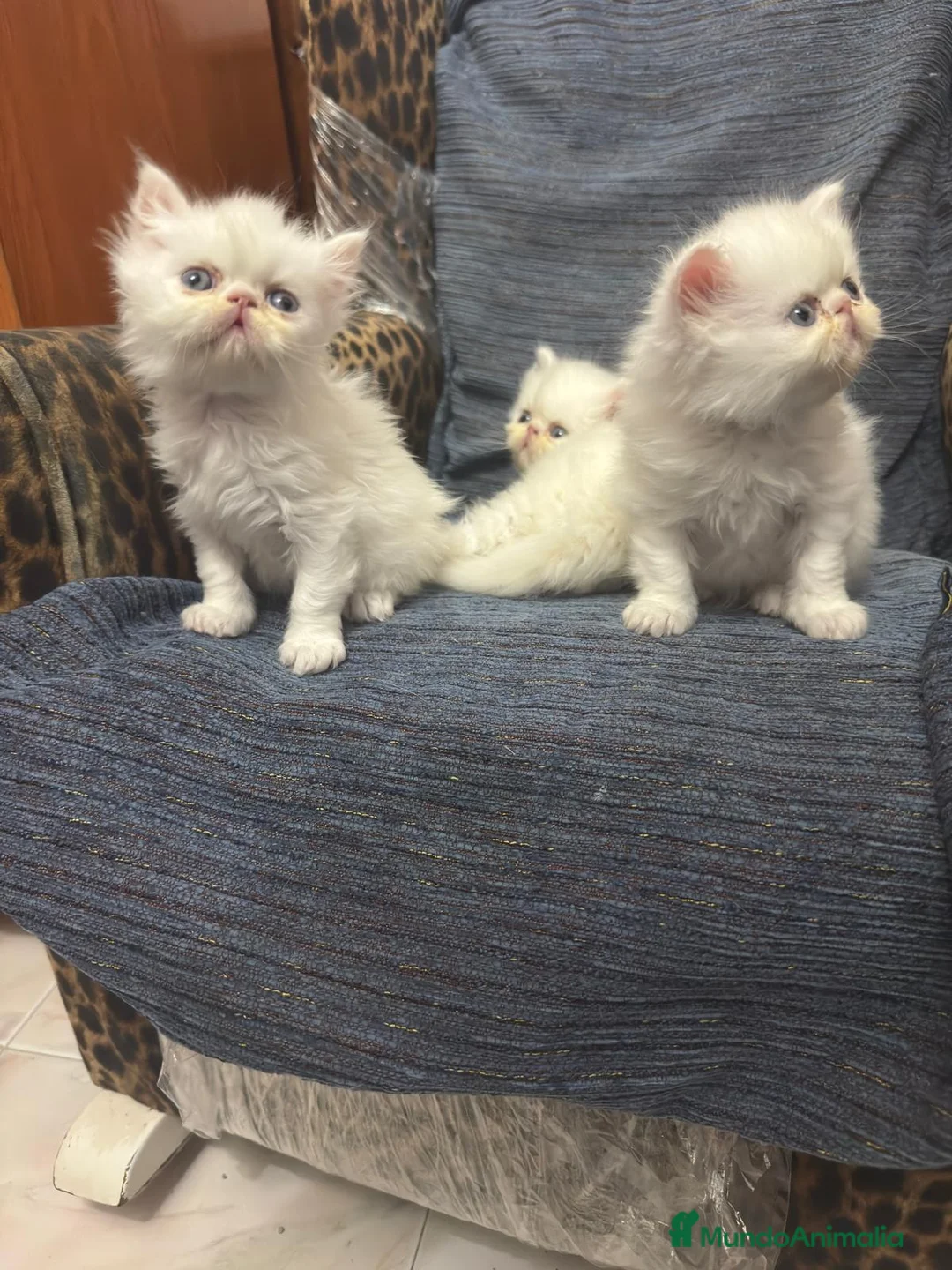 Persa gatos en venta: Gatos persas  - Anuncio 8