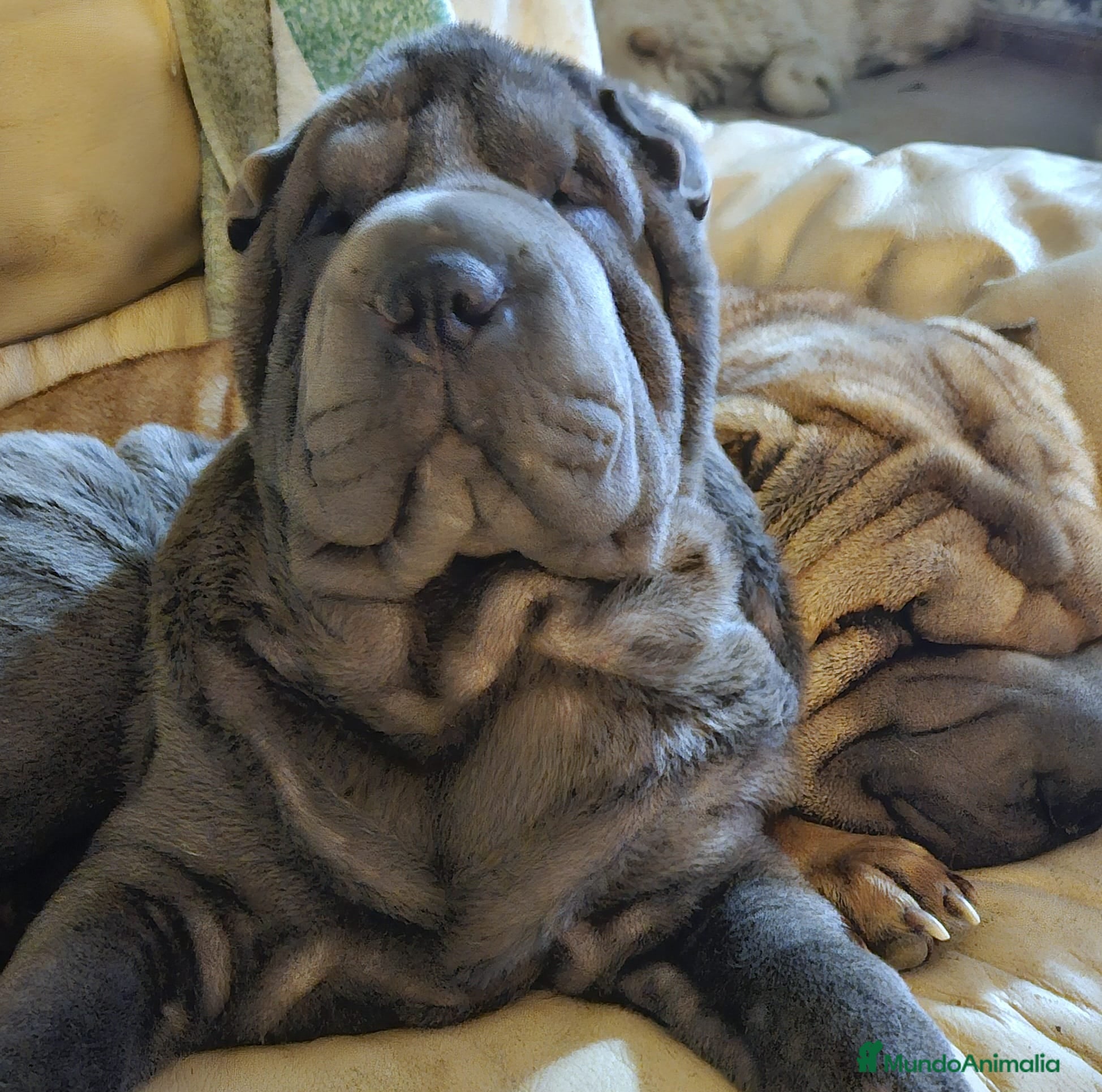 Shar Pei perros hembra azul 6 meses - Anuncio 29