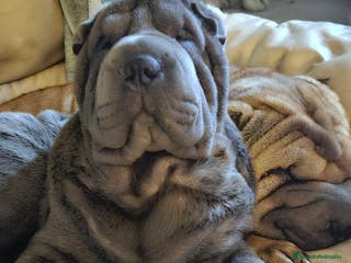 Shar Pei perros hembra azul 6 meses - Anuncio 5