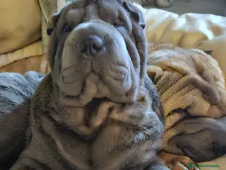 Shar Pei perros hembra azul 6 meses - Anuncio 9