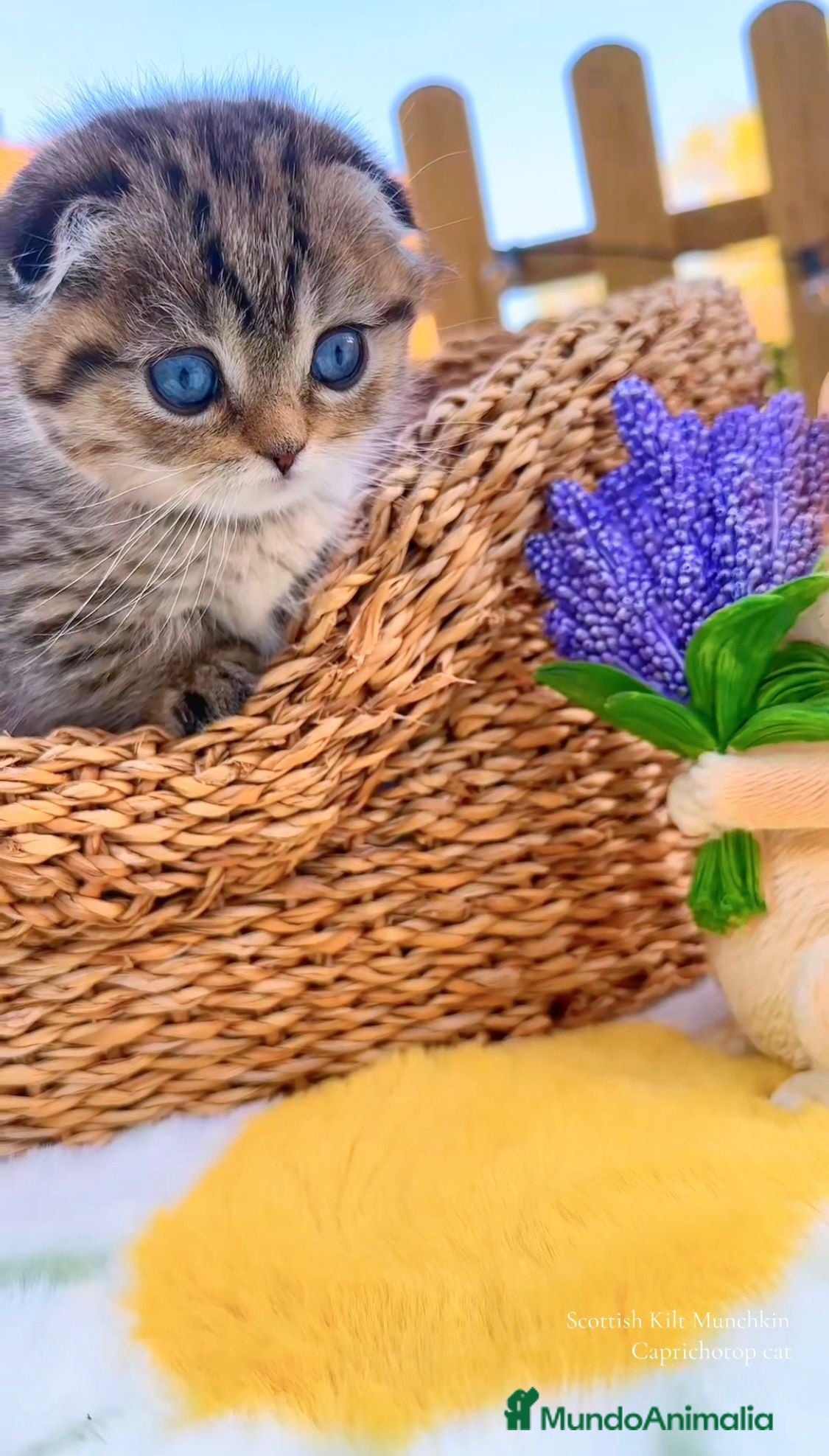 Munchkin gatos Munchkin Scottish Kilt gatitos - Anuncio 2