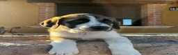 Mastín Español perros en venta: Mastin  - Anuncio 9