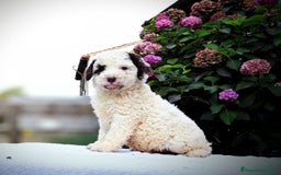 Perro de Agua Español perros en venta: Preciosa camada de perro de agua español - Imagen 5