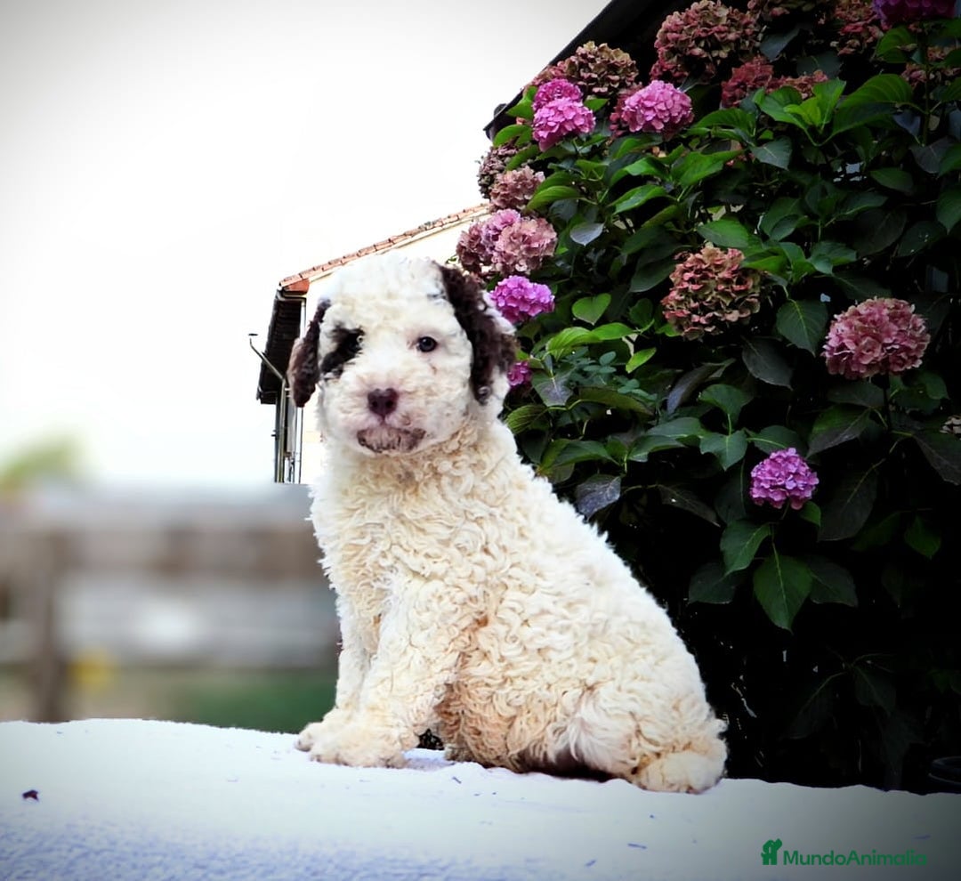 Perro de Agua Español perros en venta: Preciosa camada de perro de agua español - Imagen 5