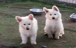 Pastor Blanco Suizo perros en venta: Pastor Blanco Suizo  - Imagen 3