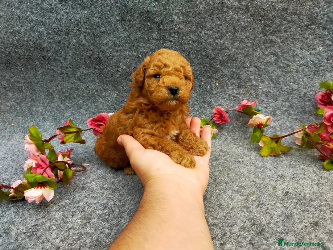 Caniche Toy perros en venta: PRECIOSOS CANICHE  ROJO LINEA TOY - Anuncio 2