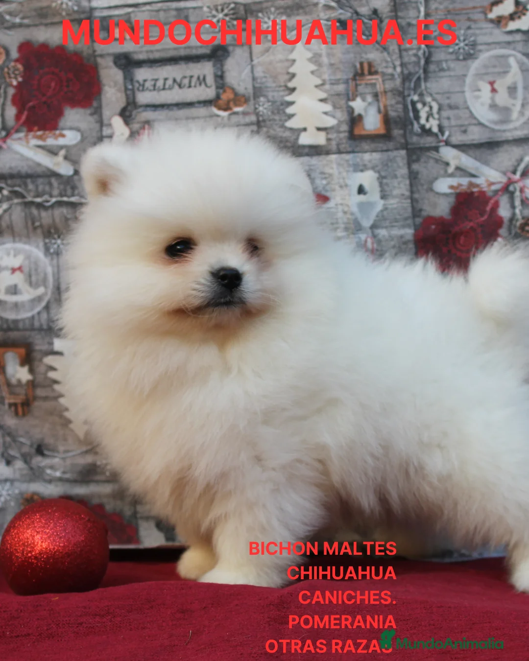 Pomerania perros en venta: POMERANIA  LINEA TOY   MUY CHATO - Anuncio 1