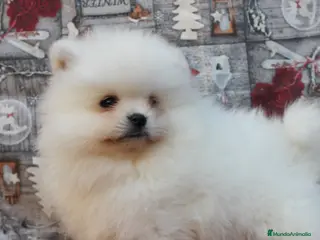 Pomerania perros POMERANIA LINEA TOY MUY CHATO - Anuncio 2
