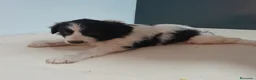 Border Collie perros en venta: BORDER COLLIE - Anuncio 31