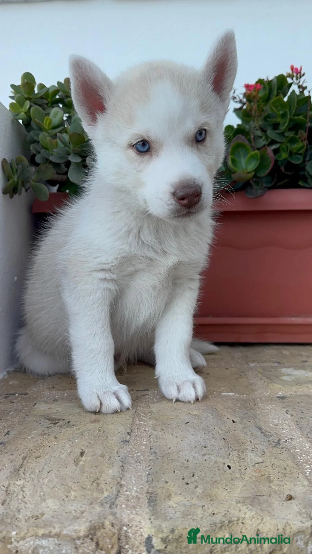 Husky Siberiano perros en venta: HUSKY SIBERIANO - Anuncio 18