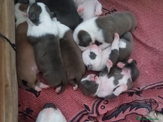 American Staffordshire-Terrier perros - Anuncio 34