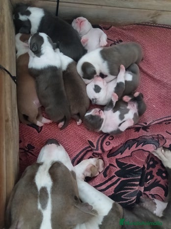 American Staffordshire-Terrier perros - Anuncio 2