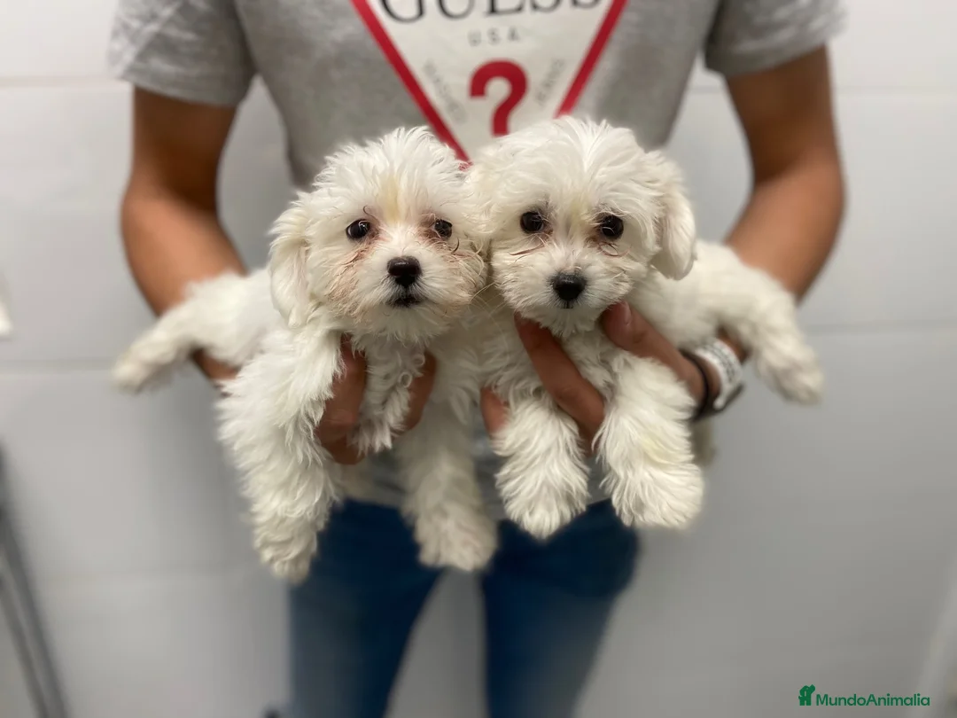 Bichón Maltés perros en venta: Cachorros Bichón Maltés 700€¡PRECIO REAL! VALENCIA - Anuncio 2