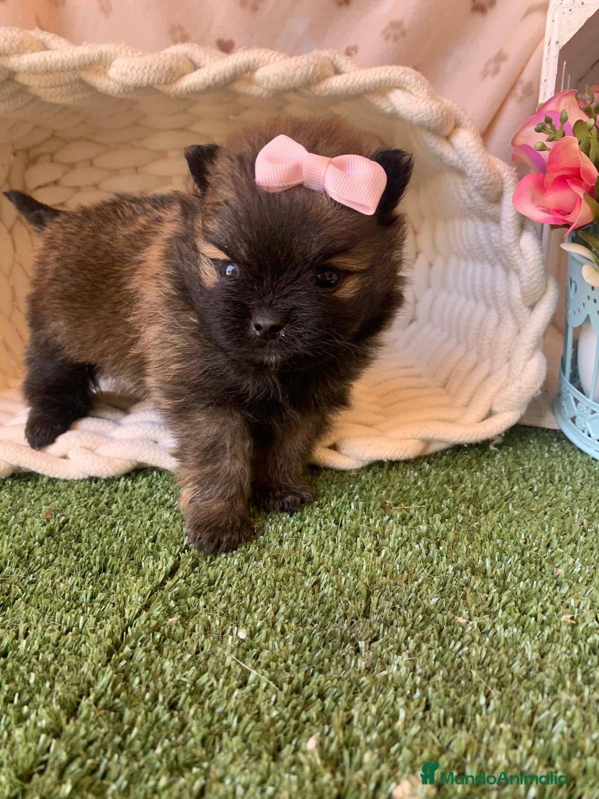 Pomerania perros POMERANIA - Anuncio 2