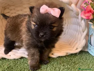 Pomerania perros POMERANIA - Anuncio 5