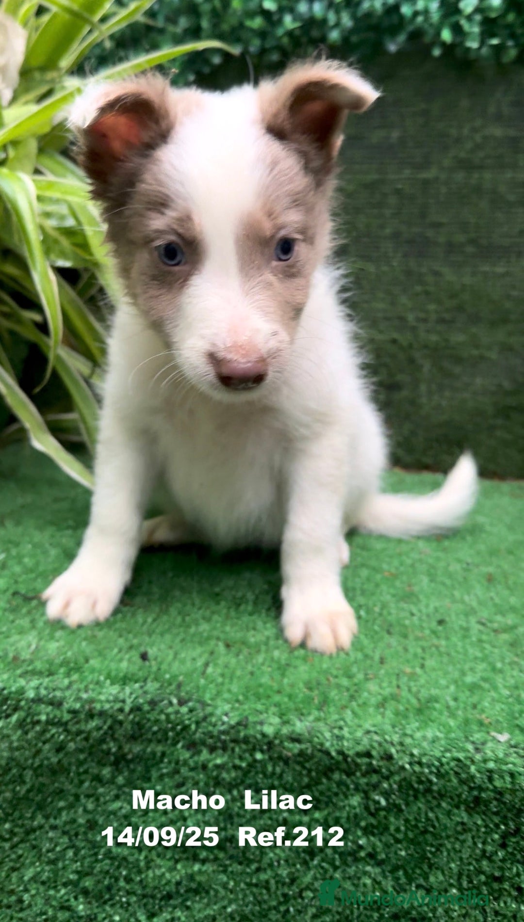 Border Collie perros en venta: BORDER COLLIE color lilac - Imagen 6