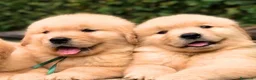 Golden Retriever perros en venta: Golden retriever en Badajoz - Anuncio 2