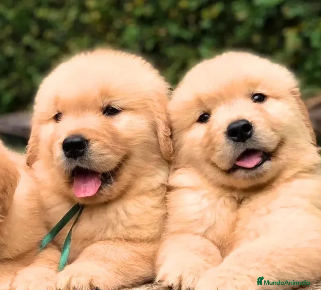 Golden Retriever perros en venta: Golden retriever en Badajoz - Anuncio 2