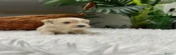 Maltipoo perros en venta: MALTIPOO - Anuncio 30