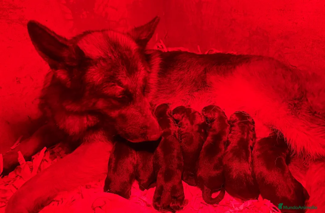 Pastor Alemán perros en venta: 🔥 Cachorros Pastor Alemán con Pedigrí  - Anuncio 4