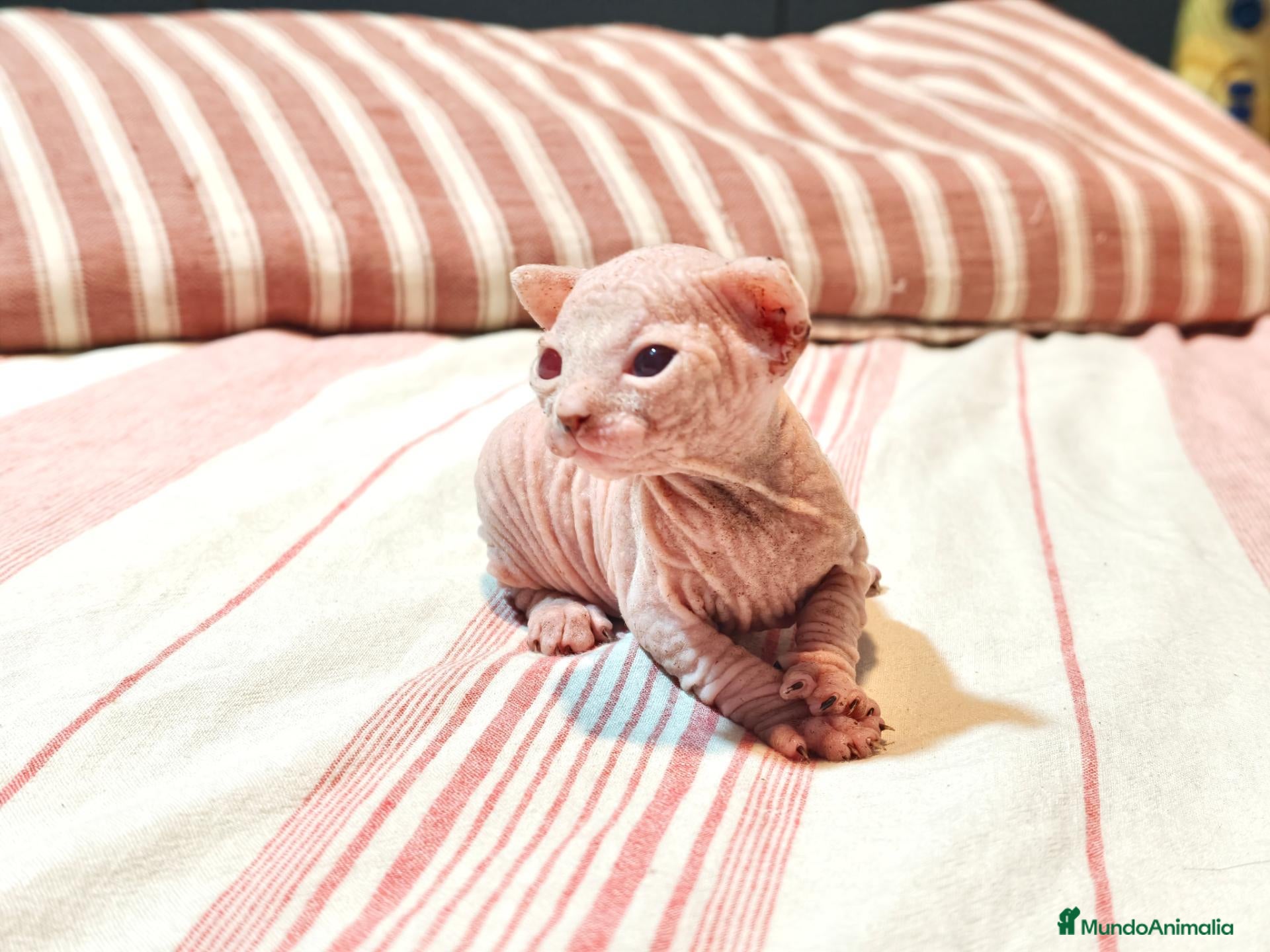 Sphynx gatos Magnificos Sphyx blancas - Anuncio 1