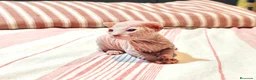 Sphynx gatos en venta: Magnificos Sphyx blancas - Anuncio 1