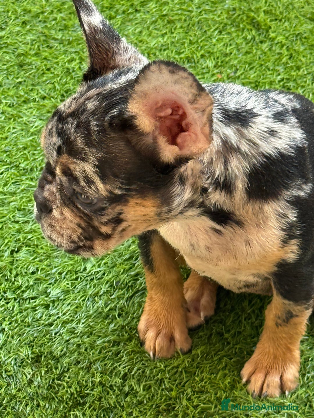 Bulldog Francés perros en venta: Hembra Black an tan Merle  - Imagen 1