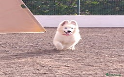 Pastor Blanco Suizo perros en venta: Pastor Blanco Suizo  - Imagen 4