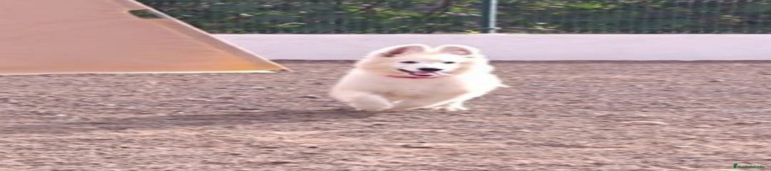 Pastor Blanco Suizo Cachorro 3