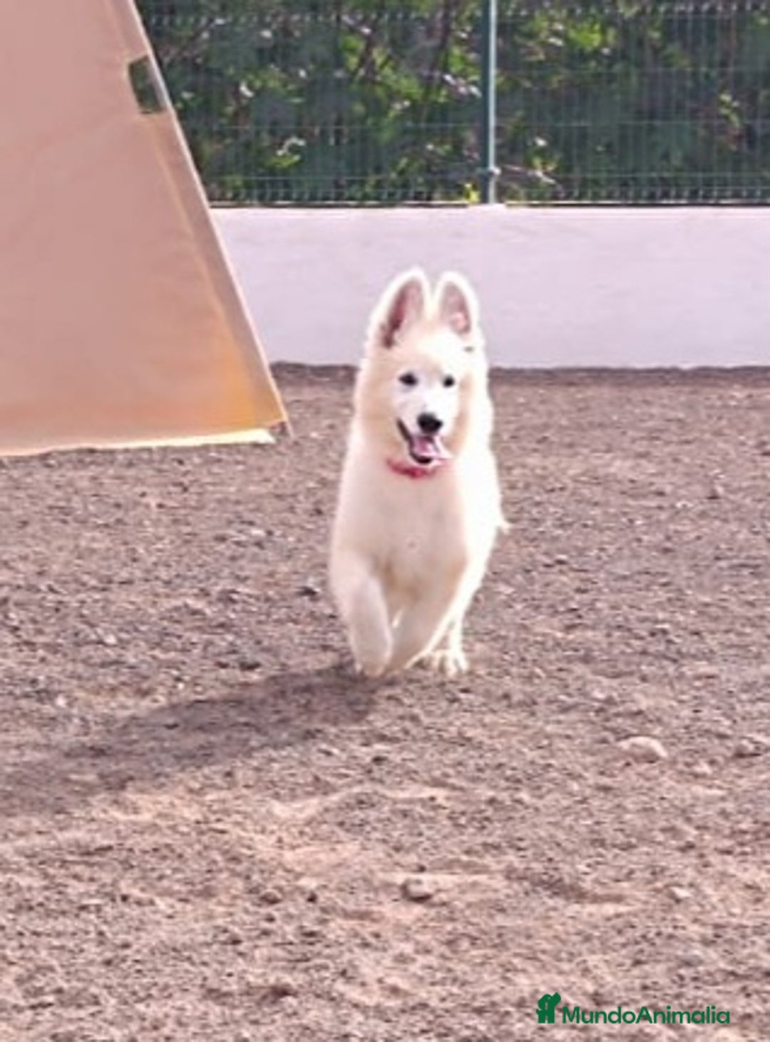 Pastor Blanco Suizo perros en venta: Pastor Blanco Suizo  - Imagen 4