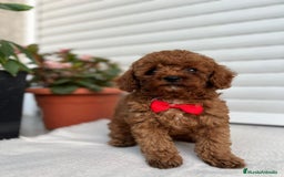 Caniche Toy perros en venta: Caniche toy linea asiática!!! - Imagen 1