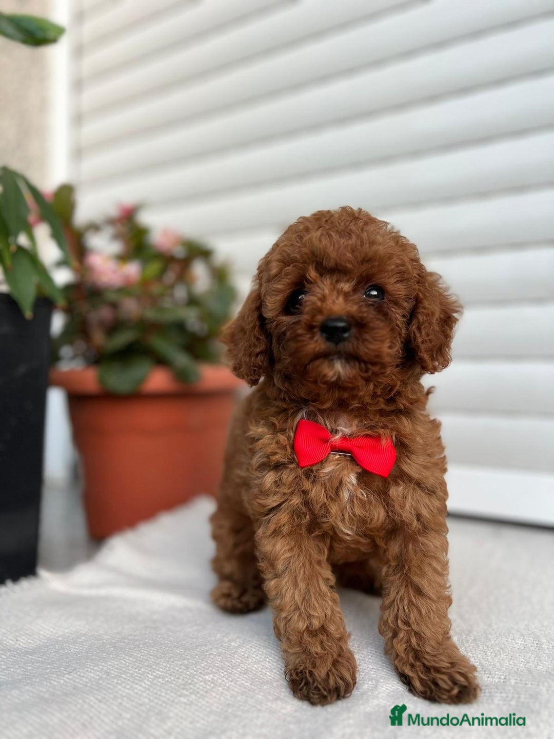 Caniche Toy perros en venta: Caniche toy linea asiática!!! - Imagen 1