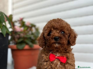 Caniche Toy perros - Anuncio 16