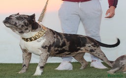 American Pit Bull Terrier perros en venta: American pitbull terrier criados en casa - Imagen 10