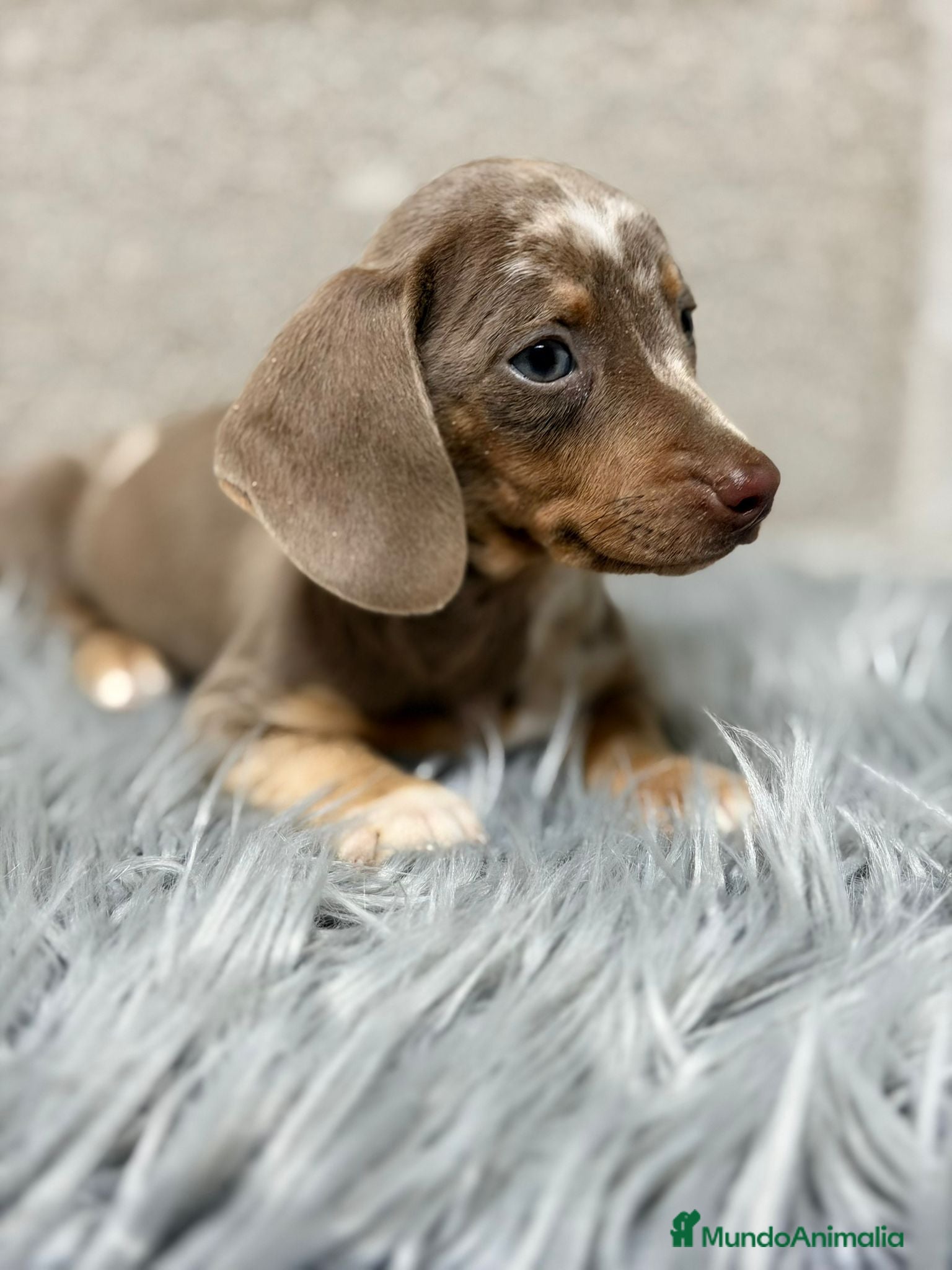 Teckel Miniatura perros TECKEL ARLEQUIN ISABELLA - Anuncio 2