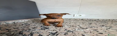 Pinscher Miniatura 2
