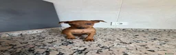 Pinscher Miniatura perros en venta: MINI PINSCHER - Anuncio 6