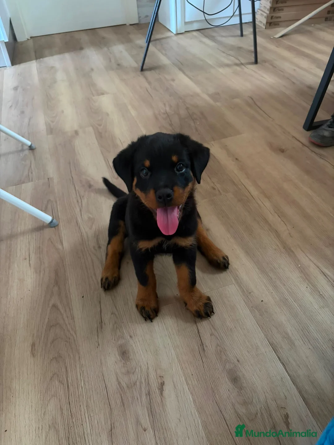 Rottweiler perros en venta: Rottweiler hembra🐾 - Anuncio 6