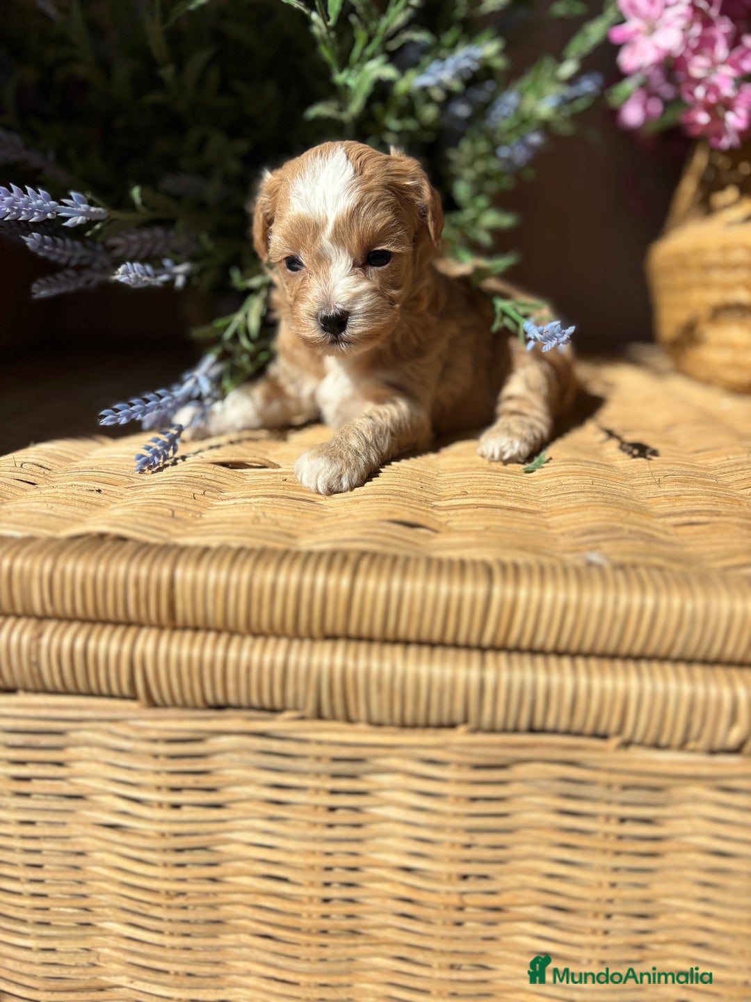 Maltipoo perros en venta: Maltipoo hembra Toy disponible  - Imagen 4