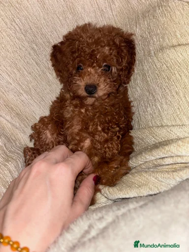 Imagen de galería {{count}}