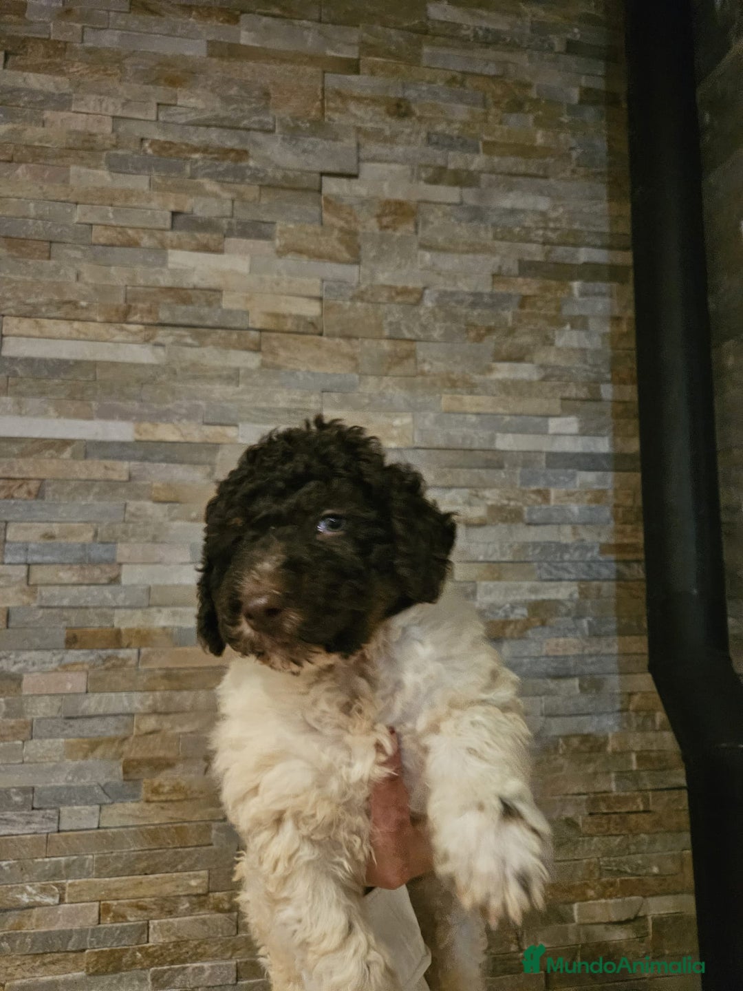 Perro de Agua Español perros en venta: Perros de agua bicolor - Imagen 4