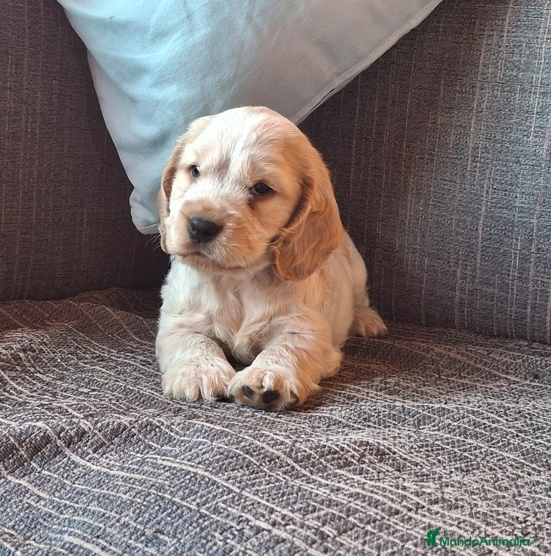 Cocker Spaniel Inglés perros en venta: Cachorritos preciosos de Cocker Inglés 🐶🤎 - Anuncio 3